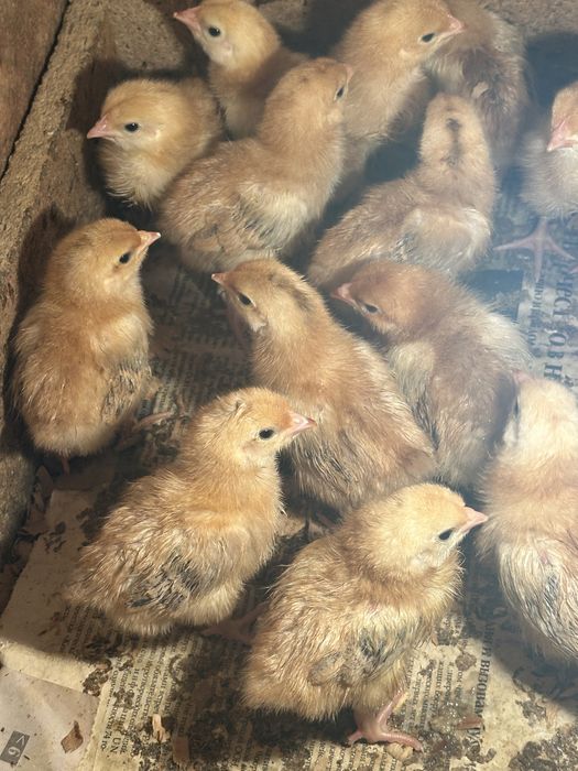 Продаются цыплята кучин