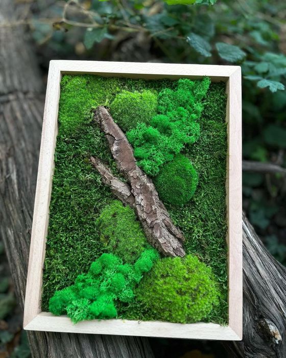Tablou din muschi stabilizat