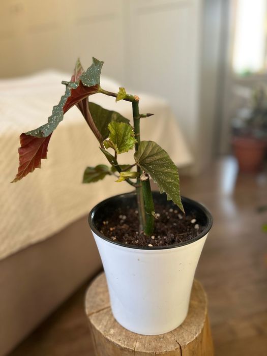 Цветы комнатные в горшках