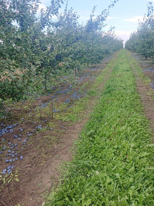 Vand PRUNE diverse soiuri