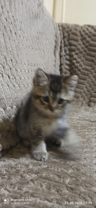 Продаются котята 2 месяца приучены к лотку.  Шиншилла