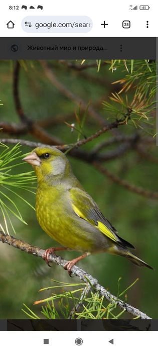 Зеленушка годовалая поющая