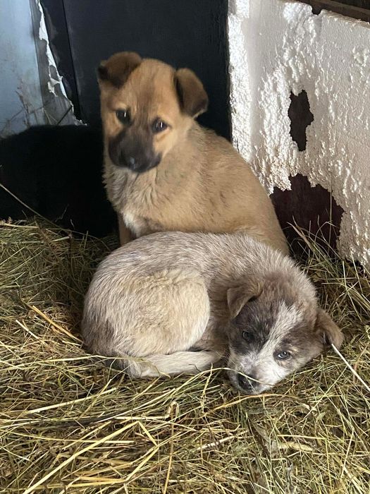 Ofer spre donatie catei