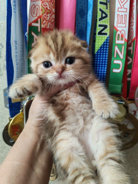 Шикарные милые котята   золотая и серебренная шиншилла 1,5 месяца