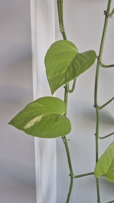 Сциндапсус Неон лайм