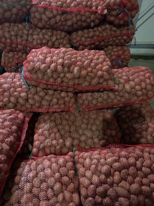 Cartofi albi și rozi