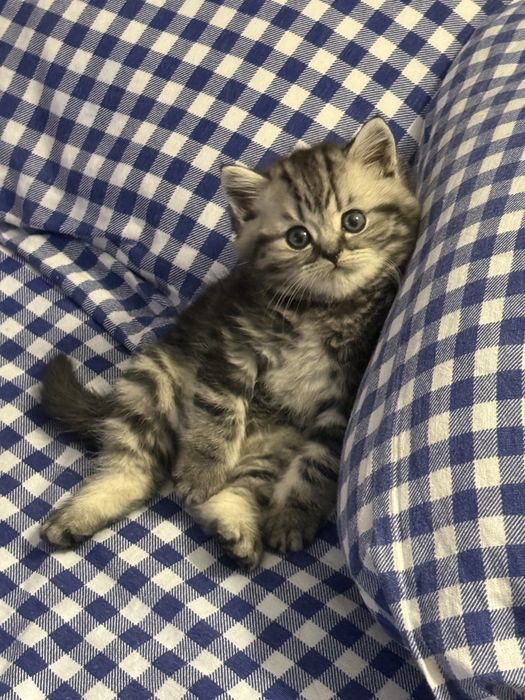 Продаётся британский котёнок