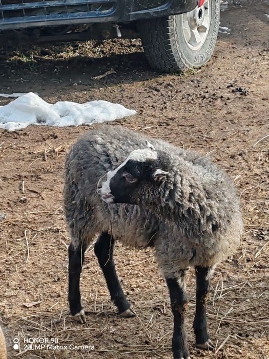 Романовский кошкарчик