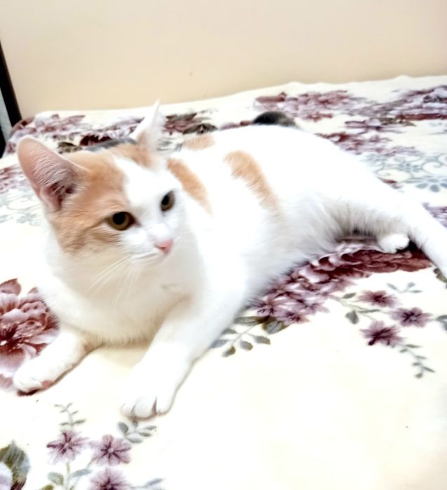 ОЧЕНЬ ласковая кошечка .Ксюша Стерилизована