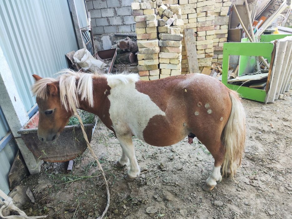 Ot poniy sotiladi, tulpor, poniy mini