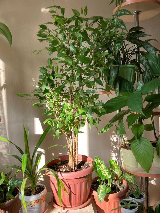 Фикус бенджамина