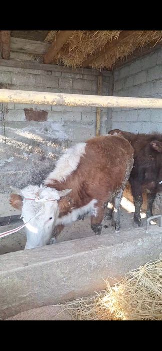 4 бас бука сатылады акбас белоголовый