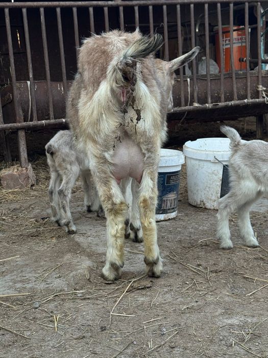 Ешкі  коз козлят .