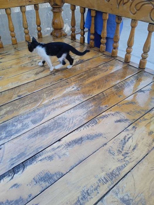 Отдам даром котенка.