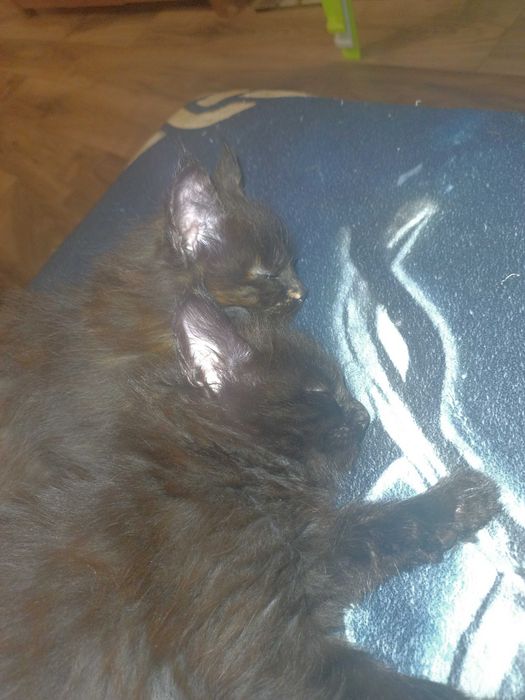 Мейн куун котенца