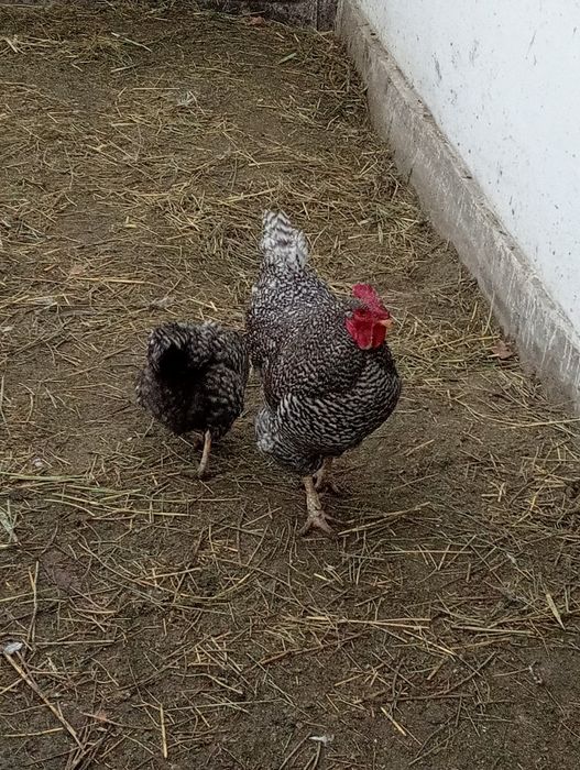 Әтеш сатылады . 5 мың теңге.