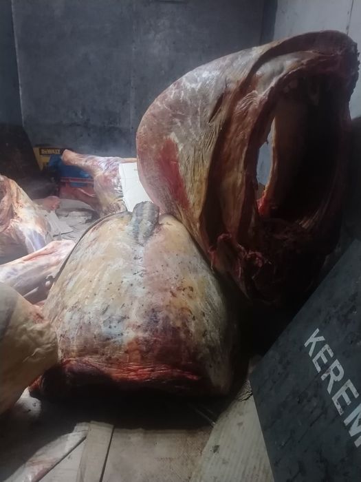 Мясо Конина Байтал