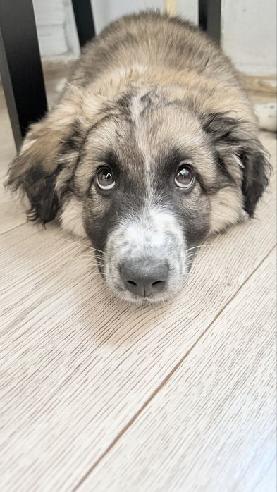 Щенок мальчик 3 мес