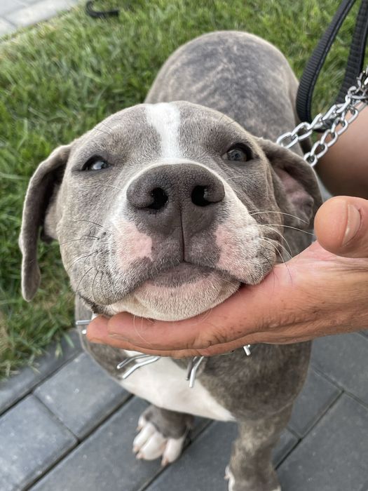 American Bully, femela 4 luni