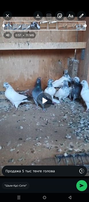 Голуби индо пакистанцы