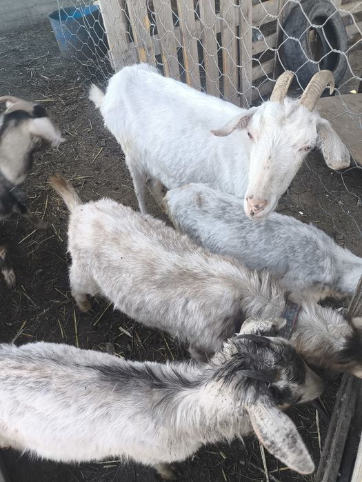 Ешки теке сатамын