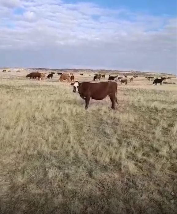 Бузаулы сиыр,кысыр сиырлар сатылады.