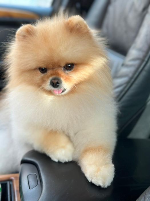 Потерялась собачка