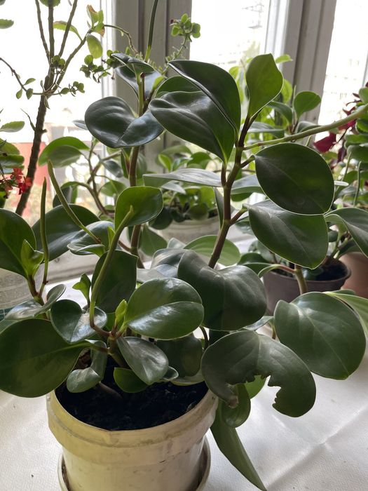 Комнатные цветы недорого