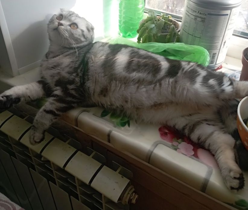 Шотландский котенок