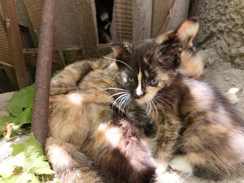 Котёнок в хорошие руки