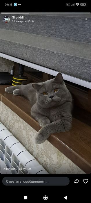 Scottish fold кошка