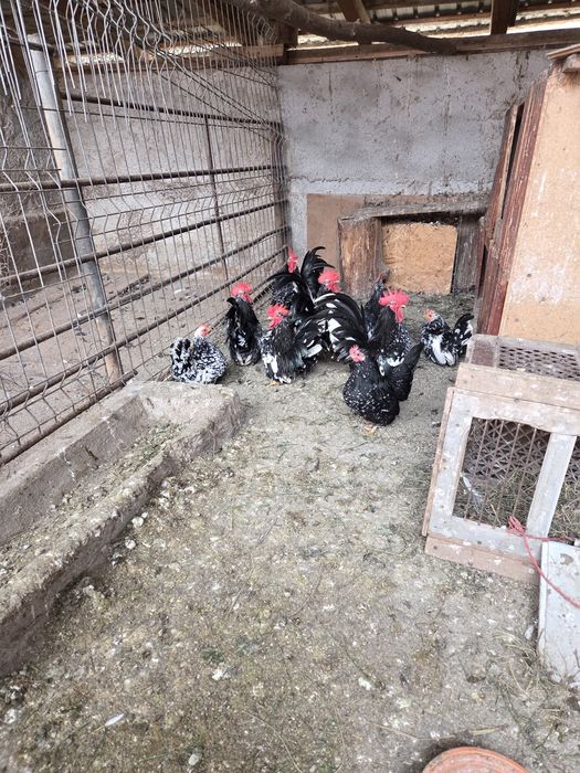 Vînd găinușe din rasa Chabo