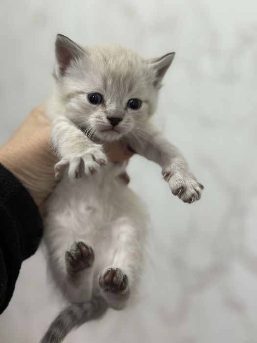 Отдам котят в хорошие руки