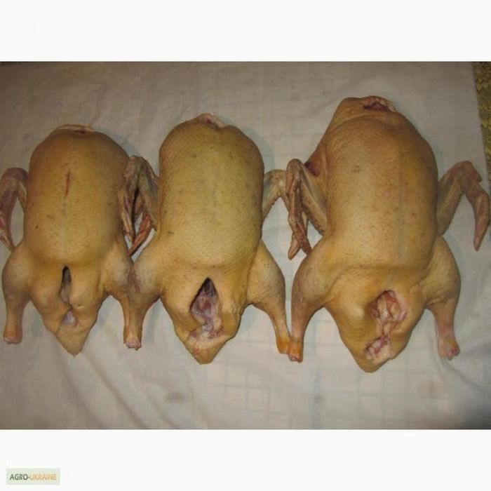 Мясо утки бройлера фото Мясо утки бройлера фото