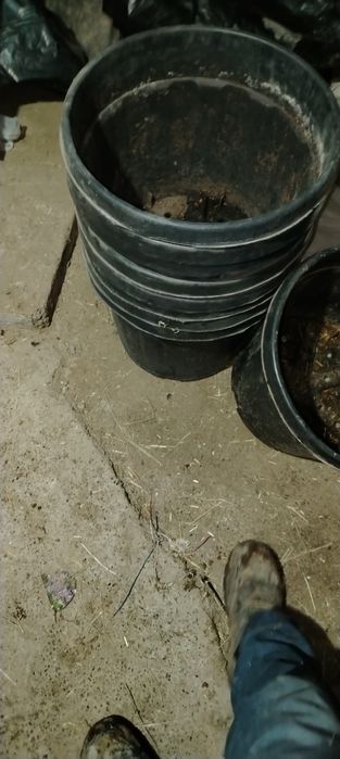 Кавчукдан мустакам  горшоклар сотилади