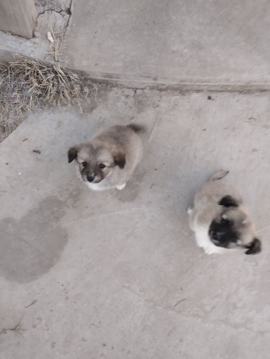 Щенки звонок месечные