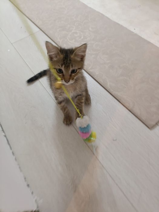Котик в добрые руки