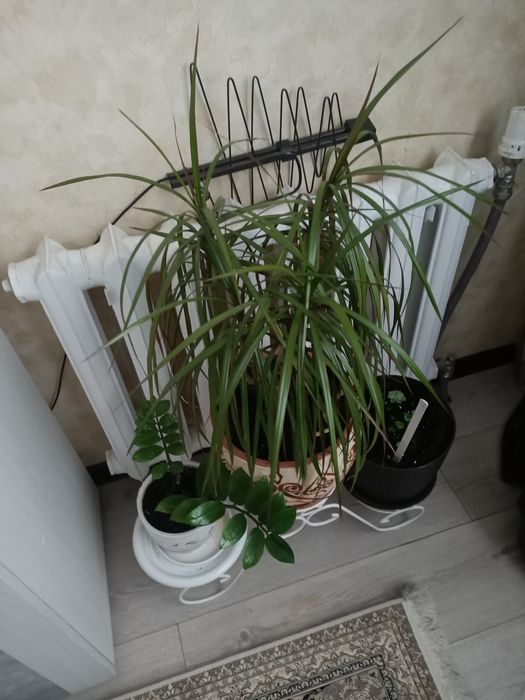 Продам цветы комнатные