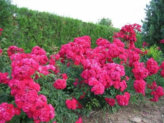 Vand puieti de trandafiri altoit i cataratori și normali la ghiveci