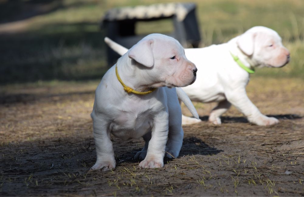 Dog Argentinian femelă 6 săptămâni