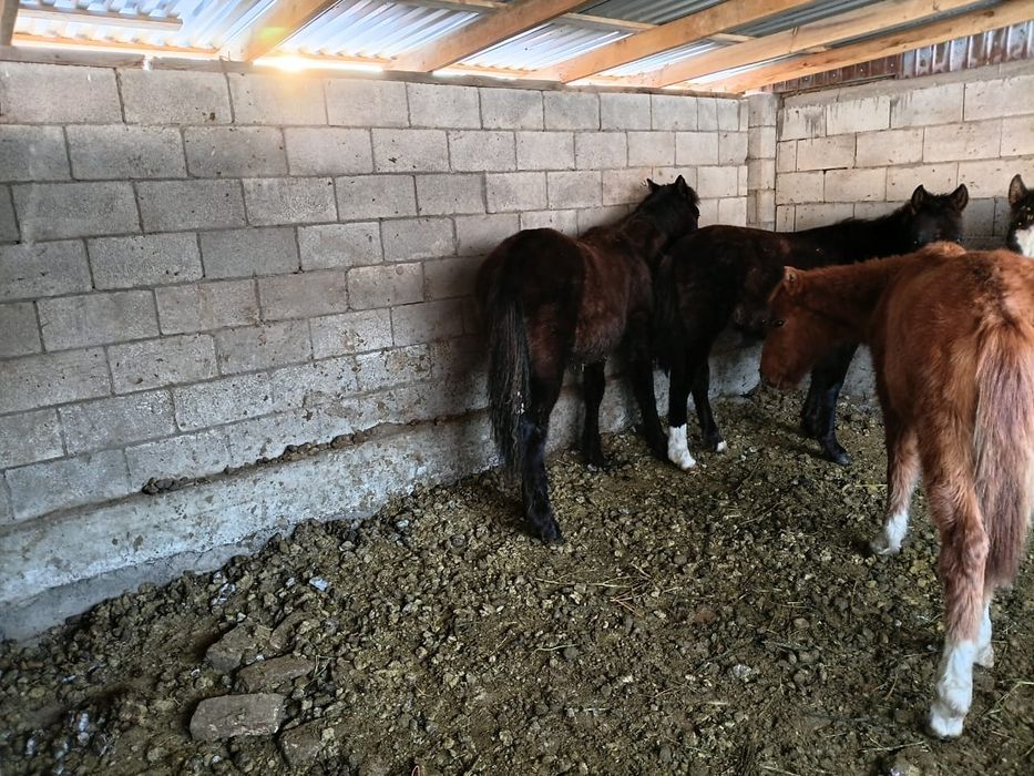 Тайлар сатылааады