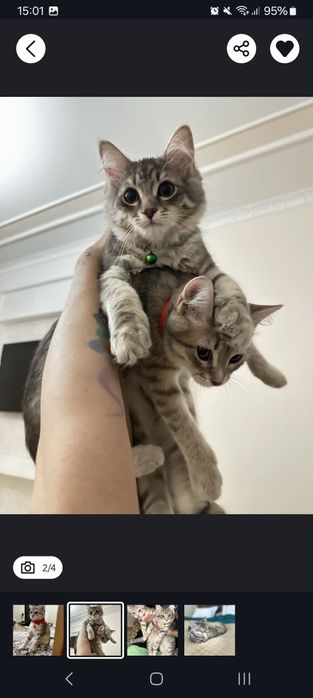 Кошка породистая