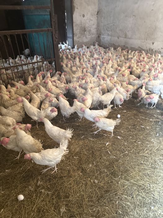 Куры несушки Ленгоры