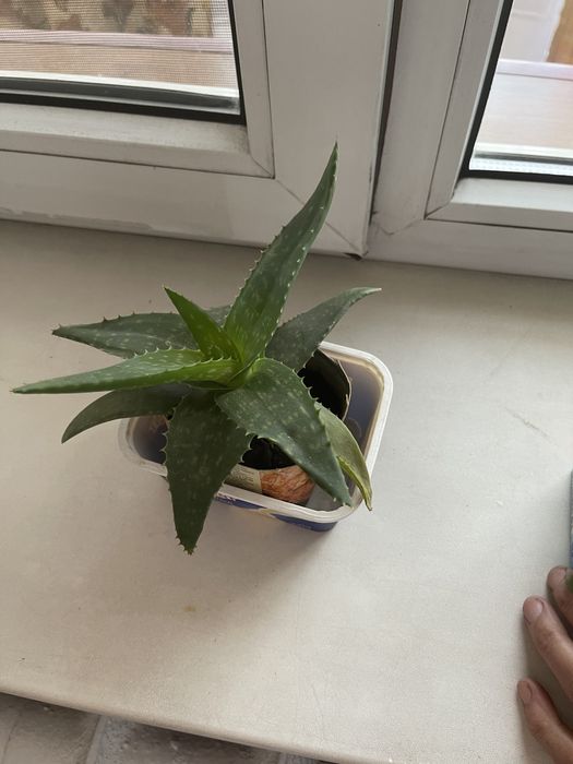продам алоэ