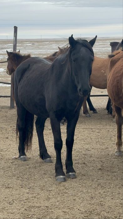 Ту бие, кобыла, лошадь