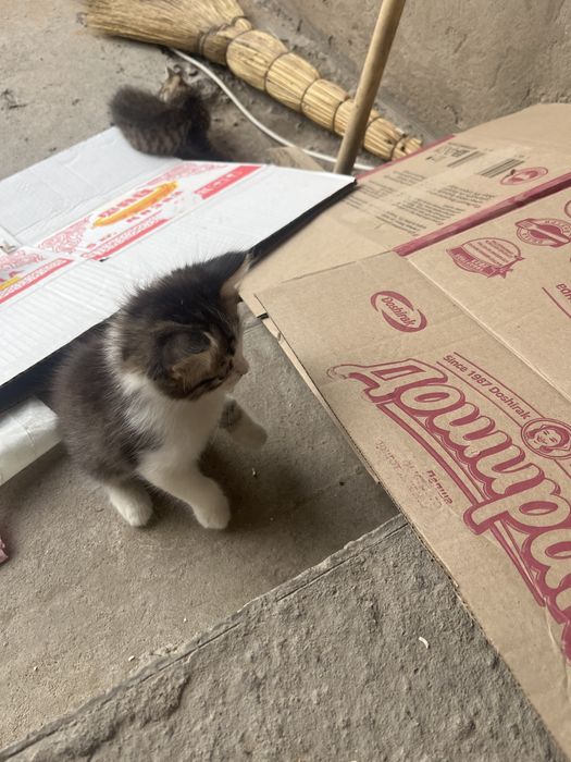 Отдам котят крысолов бесплатно