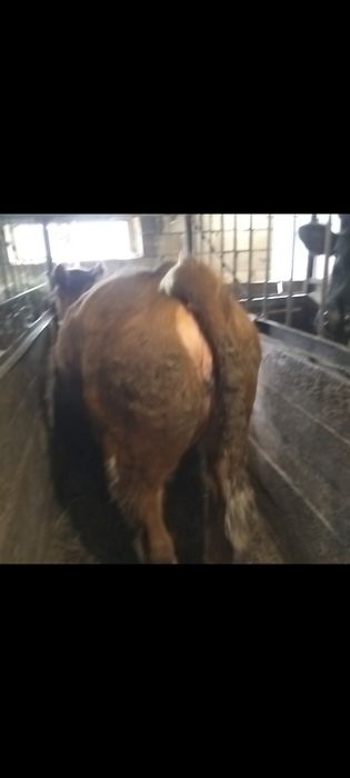 Продам Бычки и телочки