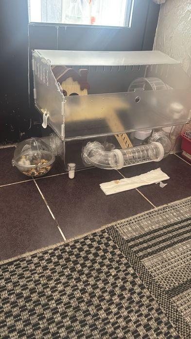 Хомяки джунгарские