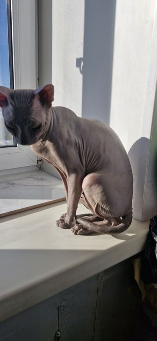 Донской сфинкс  для  вязки