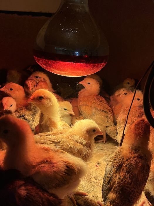 Кучинский цыплята парода